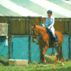 Before the Dressage
Oil, 16" x 12" 