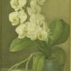 White Phalaenopsis Orchid
Oil, 7" x 5" 