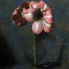 Amaryllis
Oil, 18" x 14" 