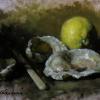 Oyster Sketch
Oil, 5" x 7"