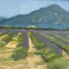 Rows of Lavender
Oil, 12" x 11" 